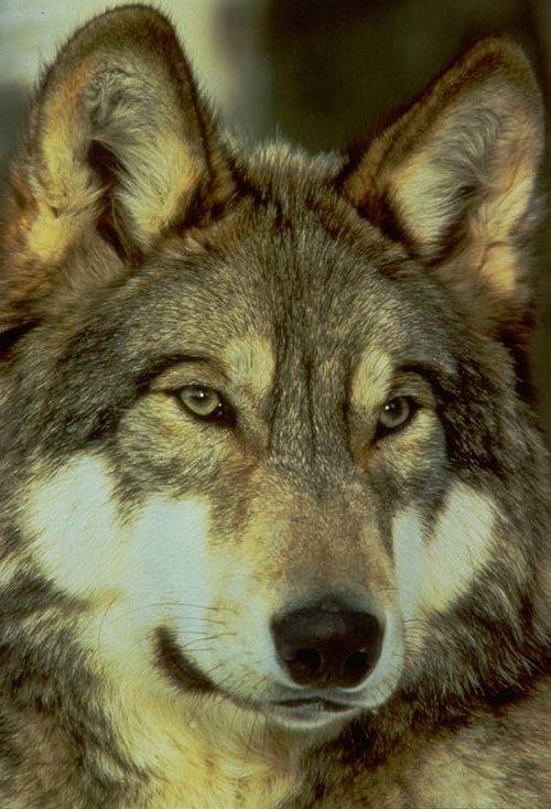 Loup