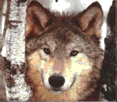 Loups